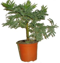 CITLIVKA - MIMOSA PUDICA